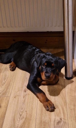 Rottweiler – German rottweiler pure breed (puppy)