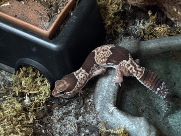 Lizard – Oreo African Fat Tailed Gecko – Columbia