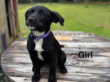 Labradoodle – Moka needs a home! – Cockeysville