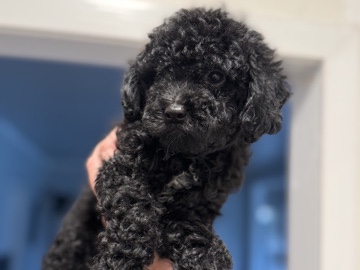 Poodle - Fullbreed Poodles available for adoption in Los Angeles