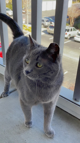 American Shorthair – Basil needs a new home!