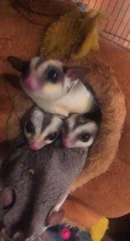 Flying squirrels for sale