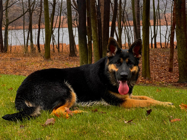German Shepherd – German Shepherd For Sale