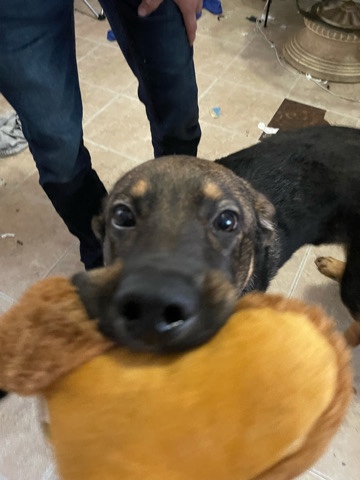 German Shepherd – German Shepherd puppy