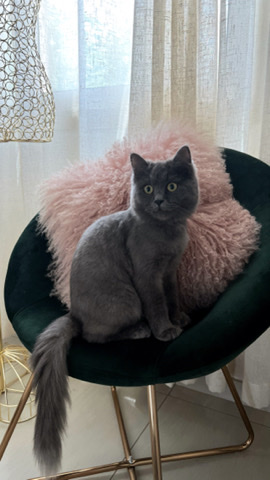British Semi-longhair – Grey, Persian/British cat for sale
