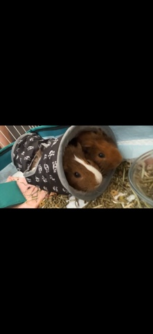 Guinea pigs