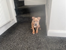 Olde English Bulldogge - Stunning Male Olde Tyme Bulldog x American Staffordshire Puppy available for adoption in Hornchurch