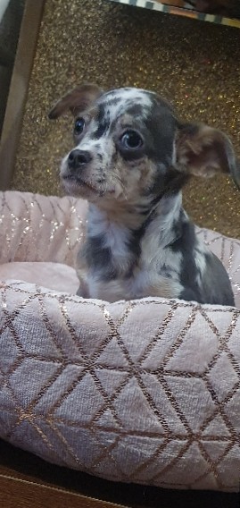 Chihuahua – mini chihuahua puppies