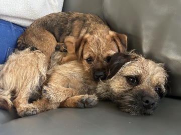 Border Terrier – border terrier puppies