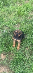 girl puppy