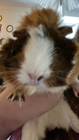 Any – hi I’m selling my lovely guniea pigs