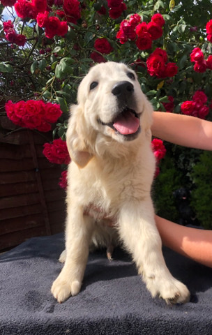 Golden Retriever – Golden retriever puppies