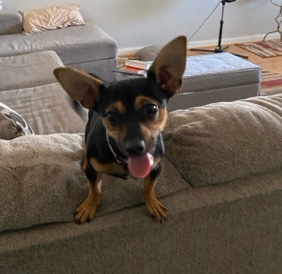 Deer Head Chihuahua