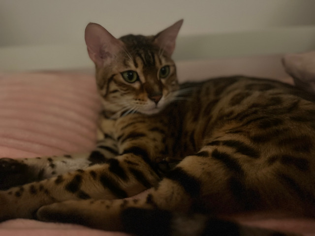 Bengal – Bengal cat