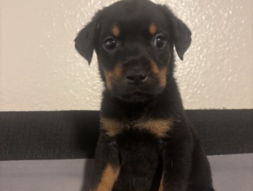 All -  Looking to rehome these beautiful puppies available for adoption in Phoenix