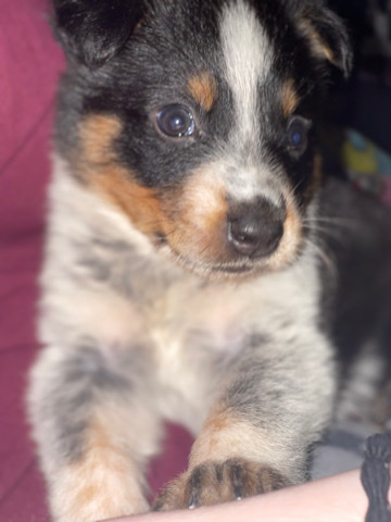 Lancashire Heeler – glizzy