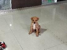 Labrador Retriever – Labrador retriever