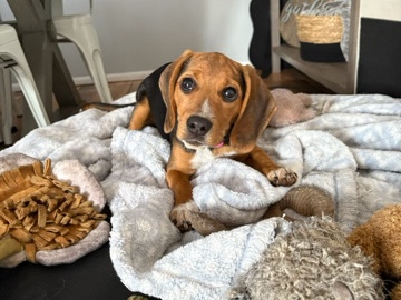 Beagle Puppy !!