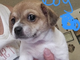 Chihuahua – malchi puppy – Chagrin Falls