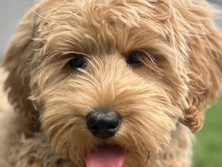 Labradoodle – Sweet Labradoodle Puppy – University Place