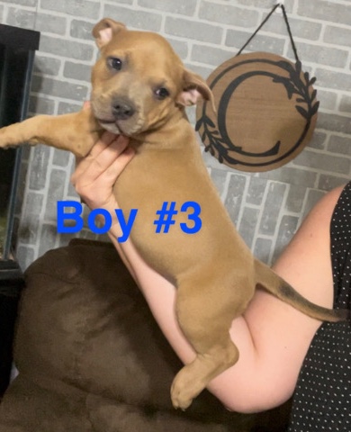American Bully-Pocket