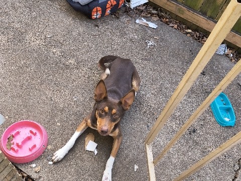 Chihuahua – I have 2 dogs for rehoming – Pasadena