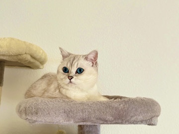 British Shorthair – sila sarica – Nürnberg