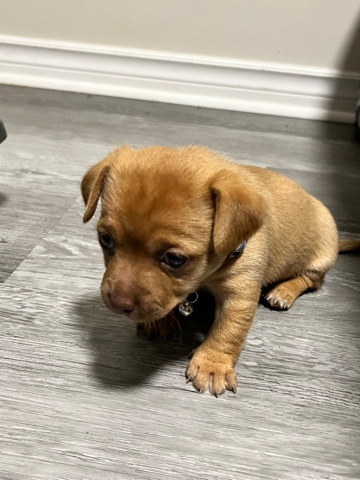 Chihuahua – chihuahua shitzu