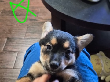 Pembroke Welsh Corgi – Corgi/Dashchund Mix Puppies – Bellaire