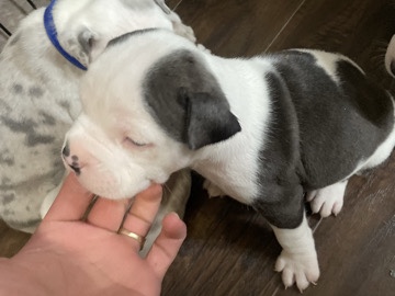 Billy – Bully’s dog – Plymouth