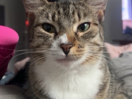 American Shorthair – Kitten needs forever home – Sandy Springs