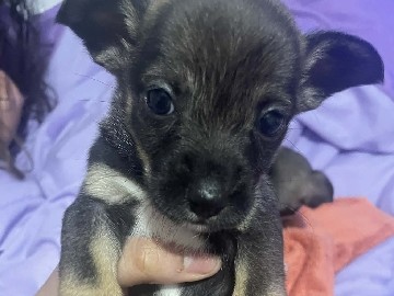 chihuahua – Decatur