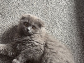 Scottish Fold – Adorable Scottish Fold Kitten for Sale – 16 Weeks Old – Rotherham