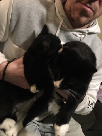 Brother Kittens