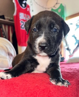 Puppy for sale