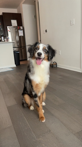 Australian Shepherd – re homing Australian shepherd