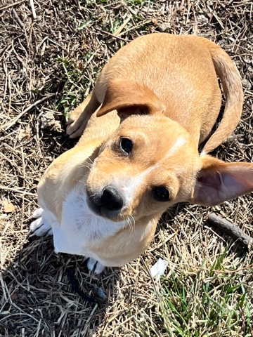 Chihuahua – Chihuahua mix