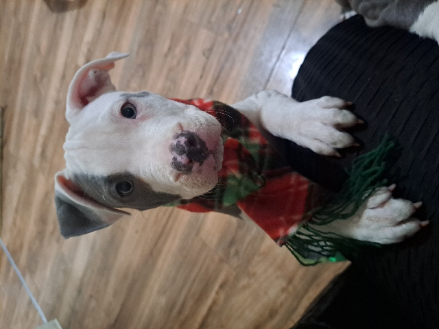 American Pit Bull Terrier – Skye