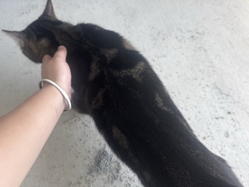 Two hearts, four paws, one perfect forever home. – 花园城