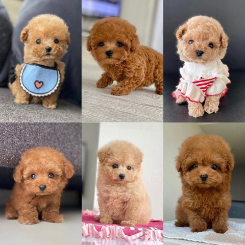 toy poodles