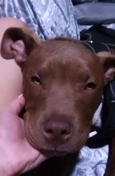 American Pit Bull Terrier โ American pit bull terrier XL