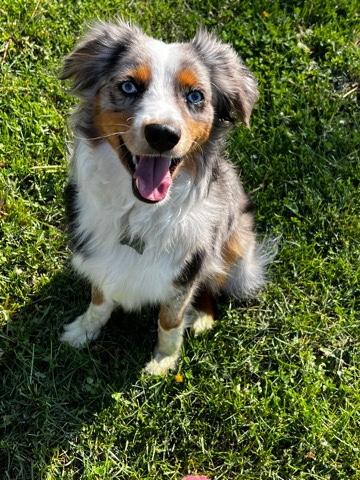 Australian Shepherd – Mini Autralian Shepherd
