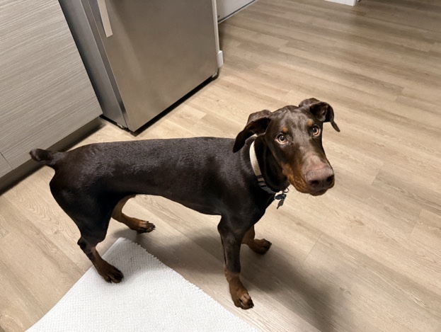 Doberman Pinscher – Beautiful Male Doberman who needs his forever home. – West Jordan