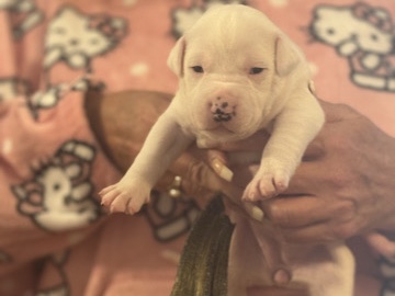 Mixed Breed – boxer pit mix – Port Richey