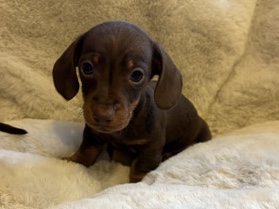 Dachshund – 3 Dauchund puppies – Yeovil