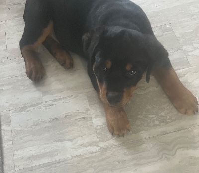 Rottweiler – Looking to rehome Rotti pup – Glenolden