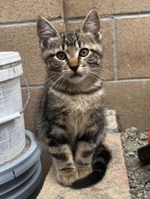 kitten