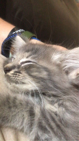 Maine Coon – garce has been adopted