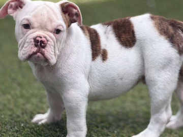 Bulldog – Adorable Bulldog Puppy for Sale – 3 Months Old – Lehigh Acres