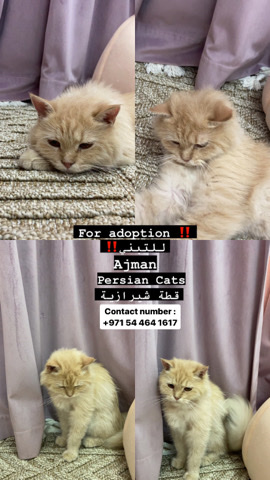 Persian (Traditional) – cat for adoption/ قطة للتبني